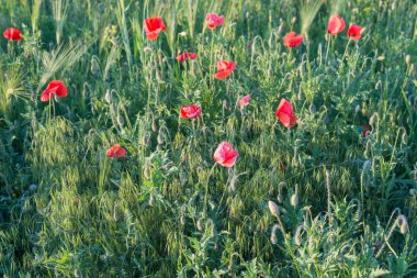 Parlak kırmızı haşhaş alanla. Çiçekli kokulu kırmızı çiçekler - haşhaş arka planı yeşil çimen.