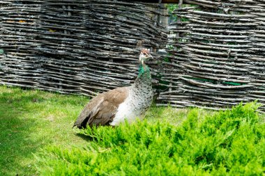 Yakışıklı, gururlu erkek tavuskuşu yaz parkta yürüyor.