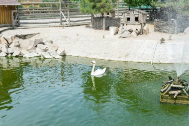 Zarif beyaz bir kuğu parkta Gölde yüzen.