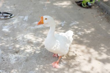 Vahşi ördek ve kazlar yaz aylarında rezerv gölet yakınındaki. Ornitoloji.