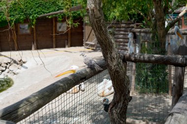 Genç gri güvercin bir çit bir ağacın altında oturuyor.