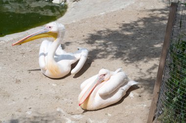 Büyük beyaz ya da doğu beyaz pelikan, pelikan veya beyaz pelikan, pelikan familyasından bir kuş türü. Güneydoğu Avrupa 'dan Asya' ya ve Afrika 'da bataklıklar ve sığ göllerde ürer..