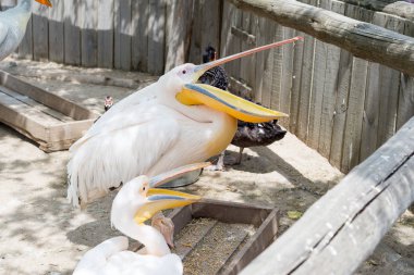 Büyük beyaz ya da doğu beyaz pelikan, pelikan veya beyaz pelikan, pelikan familyasından bir kuş türü. Güneydoğu Avrupa 'dan Asya' ya ve Afrika 'da bataklıklar ve sığ göllerde ürer..
