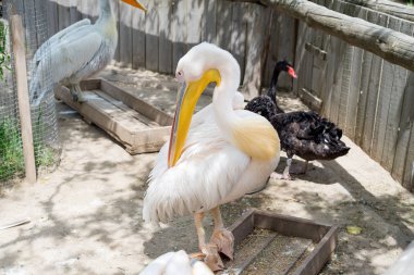 Büyük beyaz ya da doğu beyaz pelikan, pelikan veya beyaz pelikan, pelikan familyasından bir kuş türü. Güneydoğu Avrupa 'dan Asya' ya ve Afrika 'da bataklıklar ve sığ göllerde ürer..