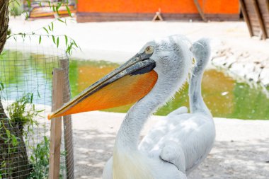 Büyük beyaz ya da doğu beyaz pelikan, pelikan veya beyaz pelikan, pelikan familyasından bir kuş türü. Güneydoğu Avrupa 'dan Asya' ya ve Afrika 'da bataklıklar ve sığ göllerde ürer..