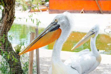 Büyük beyaz ya da doğu beyaz pelikan, pelikan veya beyaz pelikan, pelikan familyasından bir kuş türü. Güneydoğu Avrupa 'dan Asya' ya ve Afrika 'da bataklıklar ve sığ göllerde ürer..