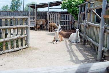 Alpaka, hayvanat bahçesine çit üzerinden ziyaretçileri ve lama bakar. Esaret hayatı.