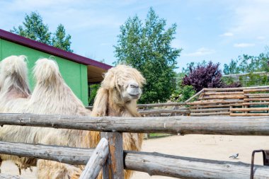 Yeme, Camelus bactrianus, Orta Asya bozkırlarında için büyük, hatta parmaklı ungulate yerli Bactrian deve. Bactrian deve sırtında tek seviştiği dromedary aksine iki humps vardır