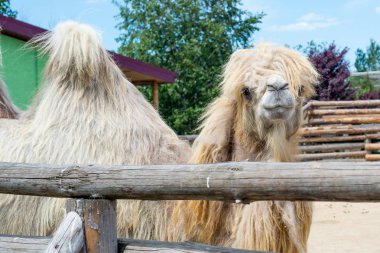 Yeme, Camelus bactrianus, Orta Asya bozkırlarında için büyük, hatta parmaklı ungulate yerli Bactrian deve. Bactrian deve sırtında tek seviştiği dromedary aksine iki humps vardır