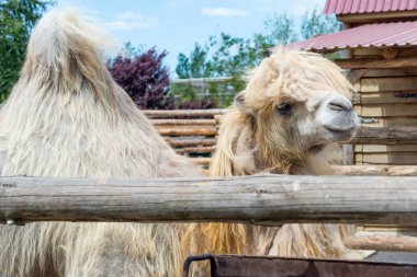 Yeme, Camelus bactrianus, Orta Asya bozkırlarında için büyük, hatta parmaklı ungulate yerli Bactrian deve. Bactrian deve sırtında tek seviştiği dromedary aksine iki humps vardır