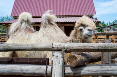 Yeme, Camelus bactrianus, Orta Asya bozkırlarında için büyük, hatta parmaklı ungulate yerli Bactrian deve. Bactrian deve sırtında tek seviştiği dromedary aksine iki humps vardır