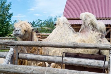 Yeme, Camelus bactrianus, Orta Asya bozkırlarında için büyük, hatta parmaklı ungulate yerli Bactrian deve. Bactrian deve sırtında tek seviştiği dromedary aksine iki humps vardır