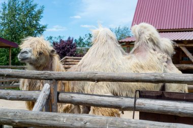 Yeme, Camelus bactrianus, Orta Asya bozkırlarında için büyük, hatta parmaklı ungulate yerli Bactrian deve. Bactrian deve sırtında tek seviştiği dromedary aksine iki humps vardır