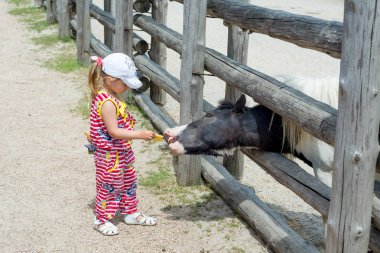 Bir çocuk, küçük bir kız, bir hayvanat bahçesi çit üzerinden bir midilli at beslemeleri.