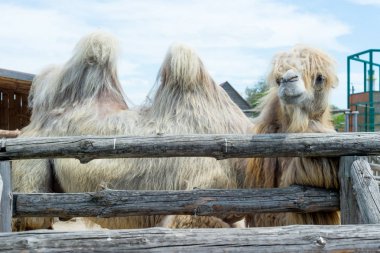 Yeme, Camelus bactrianus, Orta Asya bozkırlarında için büyük, hatta parmaklı ungulate yerli Bactrian deve. Bactrian deve sırtında tek seviştiği dromedary aksine iki humps vardır