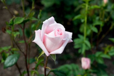 Bir güzel, güzel kokulu pembe buket gül blooms yaz bahçesinde.