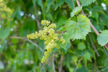 Young inflorescence of grapes on the vine close-up. Grape vine with young leaves and buds blooming on a grape vine in the vineyard. Spring buds sprouting. clipart