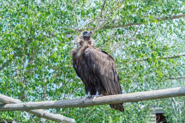 Hawk aile kahverengi boyun bir dalda oturan kurbanını izliyor. Yaşam bir şube oturan Kızıl akbaba (Gyps fulvus)