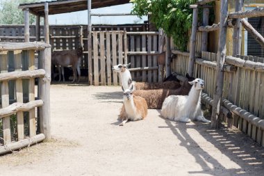 Alpaka, hayvanat bahçesine çit üzerinden ziyaretçileri ve lama bakar. Esaret hayatı.