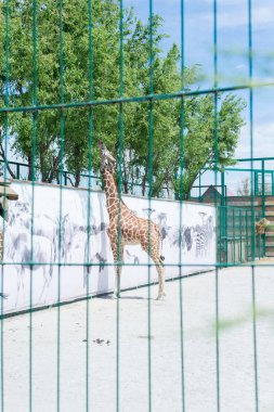 Büyük, uzun boyunlu zürafa bir hayvanat bahçesi bir tartar kafes arkasında bir ağaç yapraklarından yiyor.