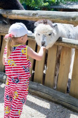 Alpaka, hayvanat bahçesine çit üzerinden ziyaretçileri ve lama bakar. Esaret hayatta. Çocuk, küçük kız Lama beslenir..