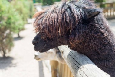 Alpaka, hayvanat bahçesine çit üzerinden ziyaretçileri ve lama bakar. Esaret hayatı.