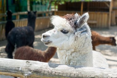 Alpaka, hayvanat bahçesine çit üzerinden ziyaretçileri ve lama bakar. Esaret hayatı.