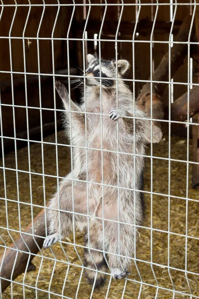 Een schattige, grijze, gestreepte wasbeer vraagt om voedsel door een ijzeren kooi in de dierentuin. — Stockfoto