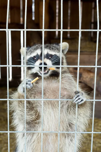 Een Schattige Grijze Gestreepte Wasbeer Vraagt Voedsel Door Een Ijzeren — Stockfoto