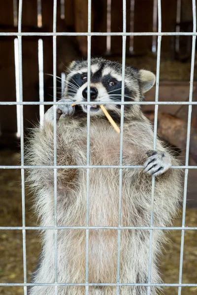 Een Schattige Grijze Gestreepte Wasbeer Vraagt Voedsel Door Een Ijzeren — Stockfoto