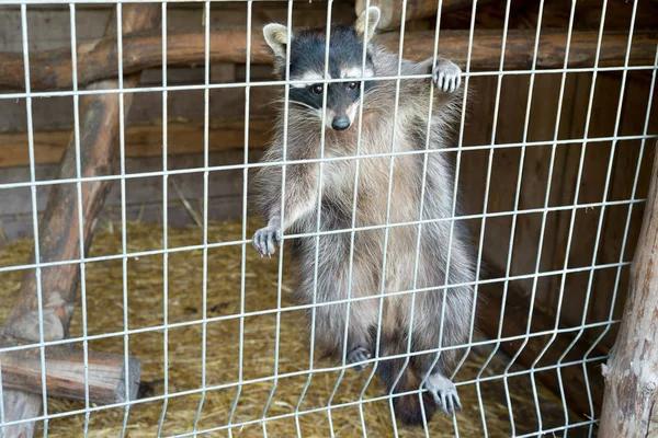 Een schattige, grijze, gestreepte wasbeer vraagt om voedsel door een ijzeren kooi in de dierentuin. — Stockfoto