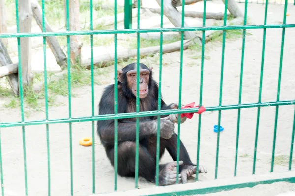 Funny monkeys ask food from visitors to the zoo through an iron cage. Family of macaques.