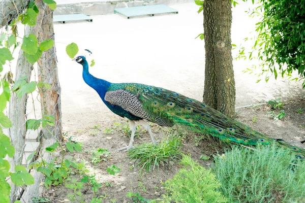 ハンサムな誇りに思って男性の孔雀を歩く夏の公園 — ストック写真