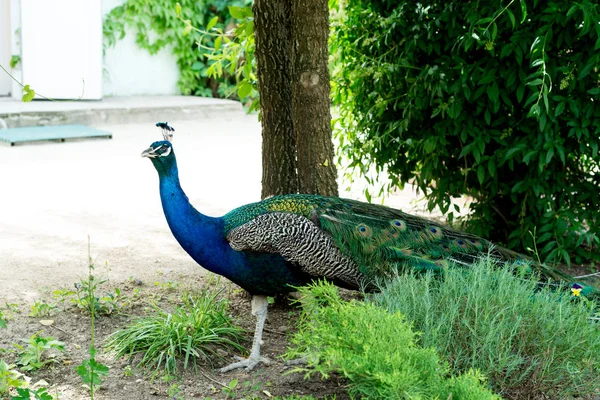 En stilig, stolt manliga påfågel promenader genom parken sommaren. — Stockfoto