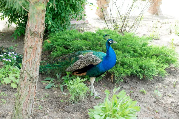 ハンサムな誇りに思って男性の孔雀を歩く夏の公園 — ストック写真