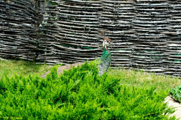 ハンサムな誇りに思って男性の孔雀を歩く夏の公園 — ストック写真