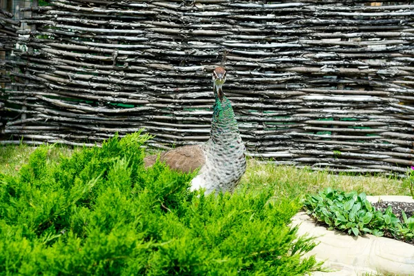 ハンサムな誇りに思って男性の孔雀を歩く夏の公園 — ストック写真