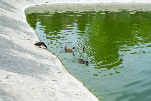 Los Patos Salvajes Nadan Estanque Parque Verano Ornitología Vida Aves —  Fotos de Stock