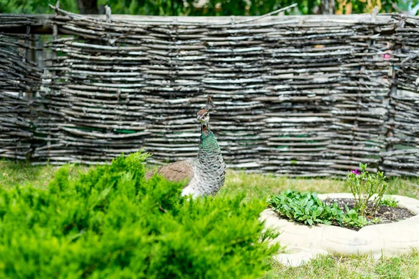 Un guapo y orgulloso pavo real macho camina por el parque de verano . —  Fotos de Stock