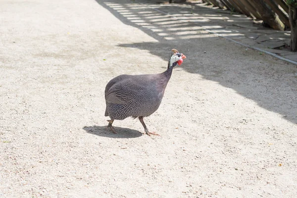 Gefiederte Perlhühner Spazieren Über Den Hof Auf Dem Land Ornithologie — Stockfoto