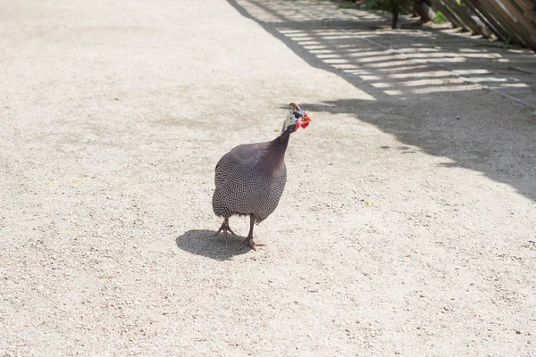 ホロホロ鳥の羽は田舎の農場に歩きます — ストック写真