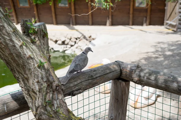 ツリーの下のフェンスの上に座っている若い灰色の鳩 — ストック写真