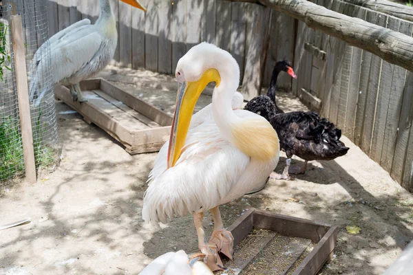 Büyük beyaz ya da doğu beyaz pelikan, pelikan veya beyaz pelikan, pelikan familyasından bir kuş türü. Güneydoğu Avrupa 'dan Asya' ya ve Afrika 'da bataklıklar ve sığ göllerde ürer..