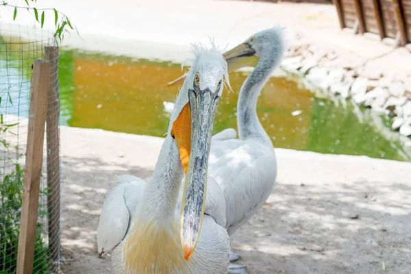 白または東の白ペリカン バラ色のペリカンまたは白ペリカンは ペリカン科の鳥で 南東ヨーロッパからアジア 湿地や浅い湖でアフリカで繁殖します — ストック写真