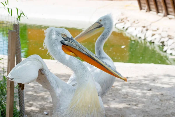 Büyük beyaz ya da doğu beyaz pelikan, pelikan veya beyaz pelikan, pelikan familyasından bir kuş türü. Güneydoğu Avrupa 'dan Asya' ya ve Afrika 'da bataklıklar ve sığ göllerde ürer..