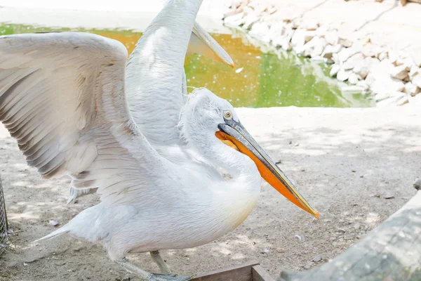 白または東の白ペリカン、バラ色のペリカンまたは白ペリカンは、ペリカン科の鳥で、南東ヨーロッパからアジア、湿地や浅い湖でアフリカで繁殖します。. — ストック写真