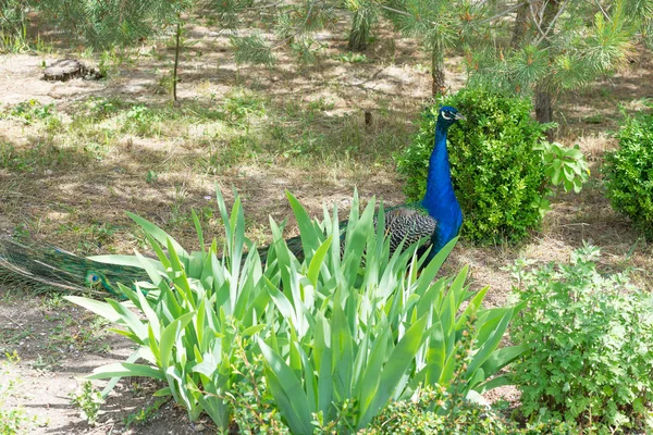 Um belo e orgulhoso pavão macho caminha pelo parque de verão . — Fotografia de Stock