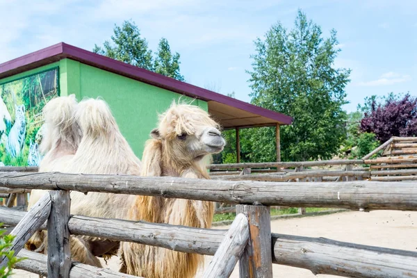 Yeme, Camelus bactrianus, Orta Asya bozkırlarında için büyük, hatta parmaklı ungulate yerli Bactrian deve. Bactrian deve sırtında tek seviştiği dromedary aksine iki humps vardır