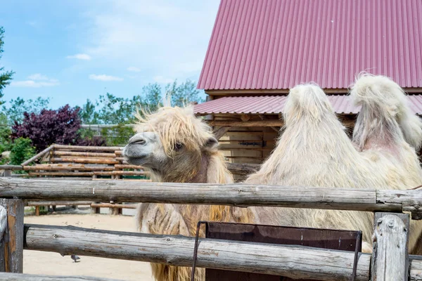Yeme, Camelus bactrianus, Orta Asya bozkırlarında için büyük, hatta parmaklı ungulate yerli Bactrian deve. Bactrian deve sırtında tek seviştiği dromedary aksine iki humps vardır