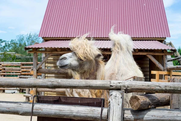 Yeme, Camelus bactrianus, Orta Asya bozkırlarında için büyük, hatta parmaklı ungulate yerli Bactrian deve. Bactrian deve sırtında tek seviştiği dromedary aksine iki humps vardır